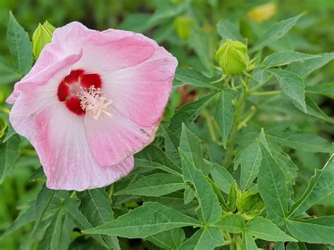 芙蓉花怎麼照顧|如何栽種和養護芙蓉樹